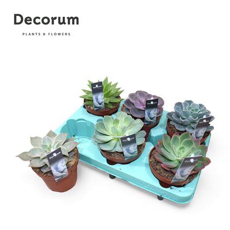 Echeveria Mix (decorum)