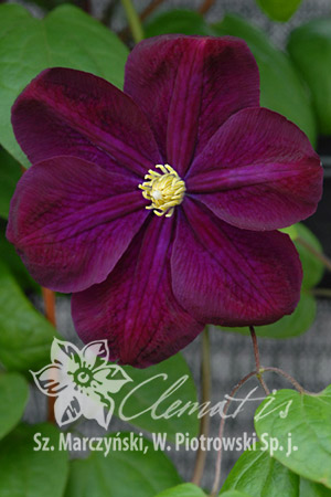 Клематис фиолетовый Славянка