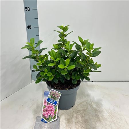 Escallonia Laevis Pink Elle