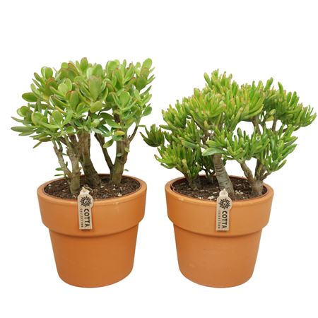 Crassula Mix In Terracotta