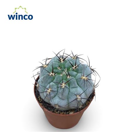 Gymnocalycium Glaucum