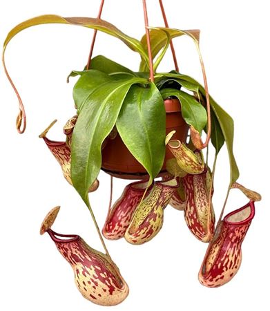 Nepenthes Monkey Jars Gaya