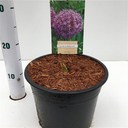 Allium Globemaster