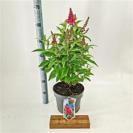 Buddleja Dav Butterfly Candy Little Ruby