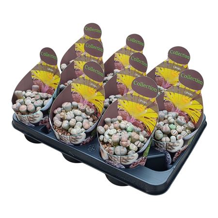 Lithops Sp Potcover