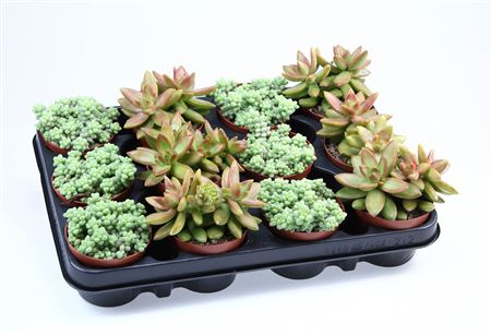 Sedum Mix