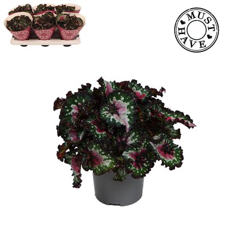 Begonia Beleaf Purple Blush