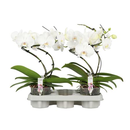 Phal 1st Twister A2 White 5+ (opti)