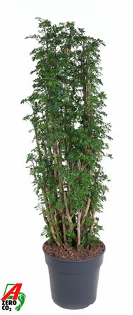 Polyscias Roble Vertakt P31