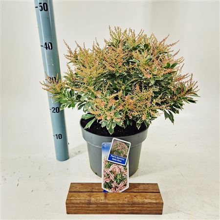 Pieris Jap Ralto Rose