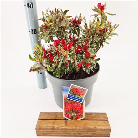 Rhododendron (aj) Silver Sword