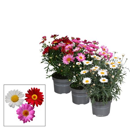 Argyranthemum Mix