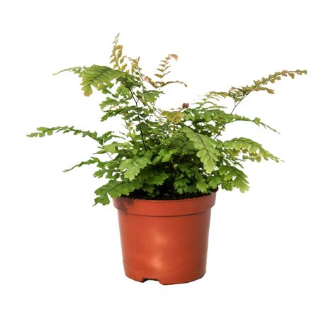 Adiantum Hispidulum