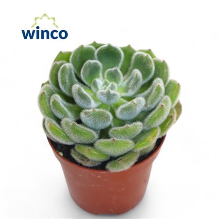 Echeveria Green Velvet