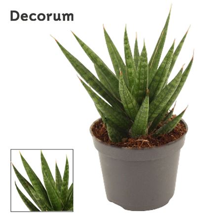 Sansevieria Francisii (dec)