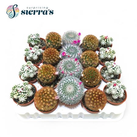 Cactus Flowering Mix (5spc.)