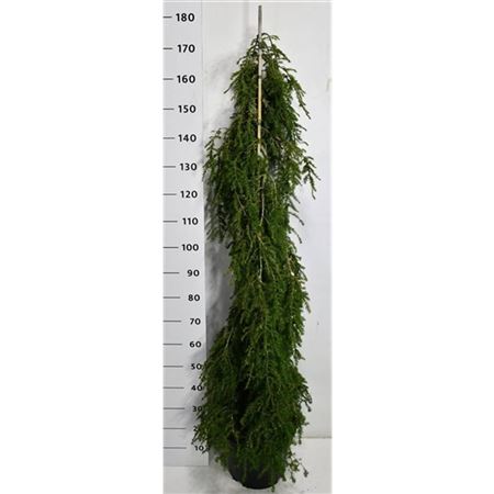 Tsuga Can Pendula
