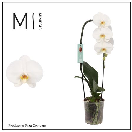 Phal 1st Flow Tokyo 8+ (mimesis)