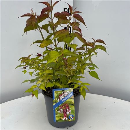 Leycesteria Formosa Little Lanterns