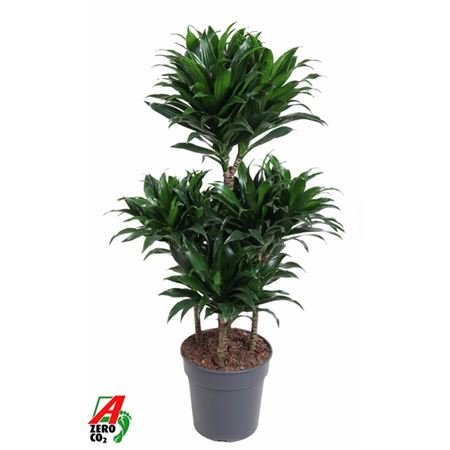 Drac Compacta 60-carrousel