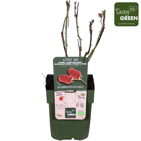 Rubus Tayberry Bio