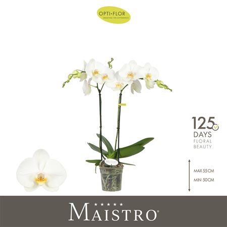 Phal 2st Maistro White (opti)