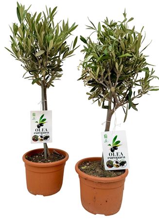 Olea Europea P15 Stam
