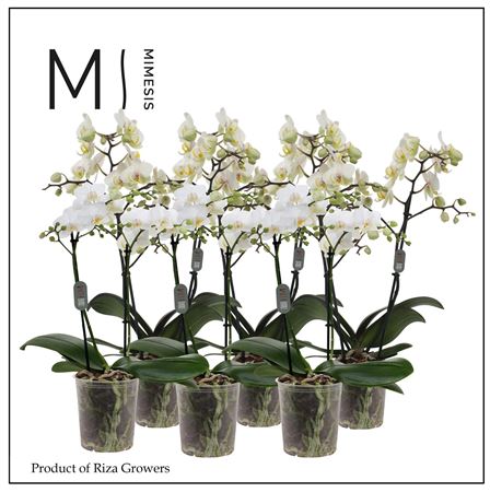 Phalaenopsis Multi White 2 Spike - 12cm | Mimesis