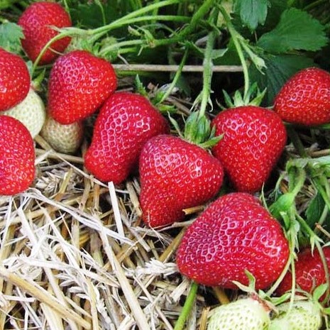 Земляника Флоренс