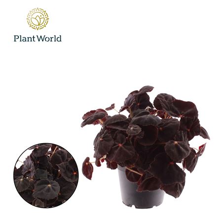Begonia Rex Conga