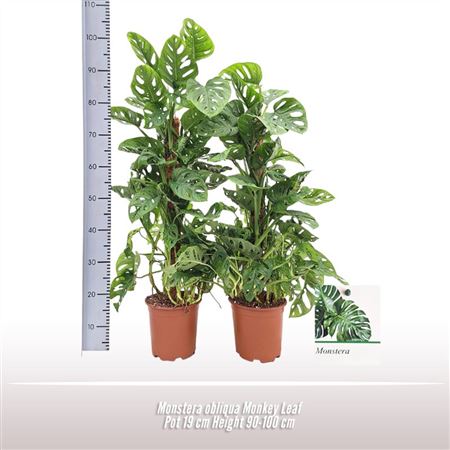 Монстера Обликва Обезьяний Лист