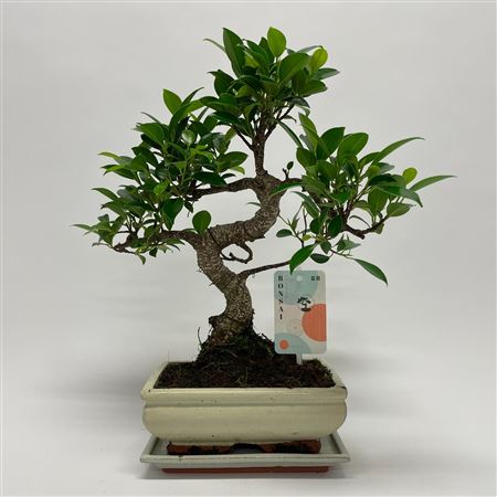 Bonsai Ficus S-shape Bonsai Traditional