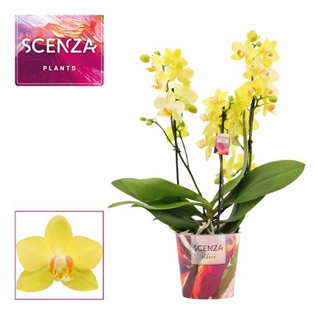 Phal 3-4st Dazzling Albenga Scenza (duijn Hove)