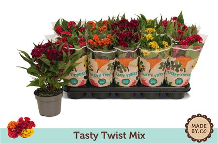 Celosia Tasty Twist Mix