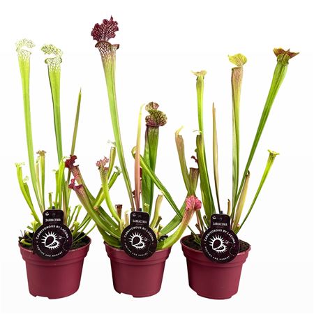Sarracenia Mix 3rt
