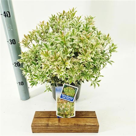 Pieris Jap Little Frosty