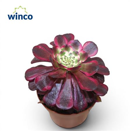 Aeonium Mardi Grass