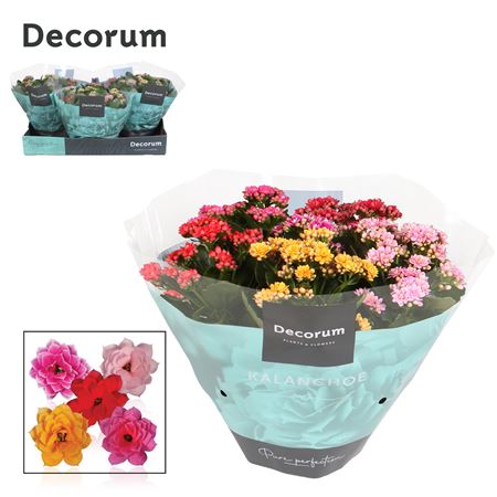 Kal Carnaval (decorum)