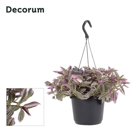 Tradescantia Cerinthoides 'flamingo Hill