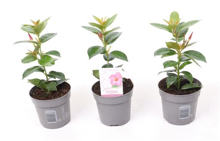 Dipladenia Rio Pink