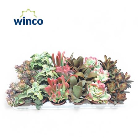 Kalanchoe Mix (deluxe)