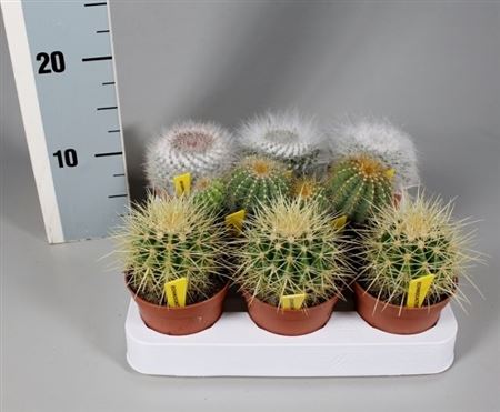 Cactus Ball Mix On Row + Name Etiket