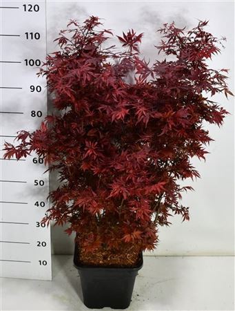 Acer Palm Shaina
