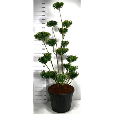 Ilex Maximowicziana Kanehirae