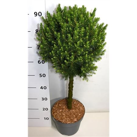 Picea Gluaca Conica On Stem