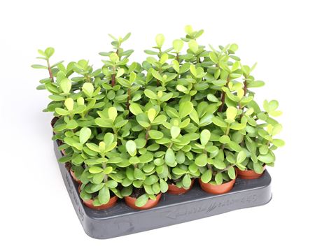 Portucalaria Afra Macrophylla