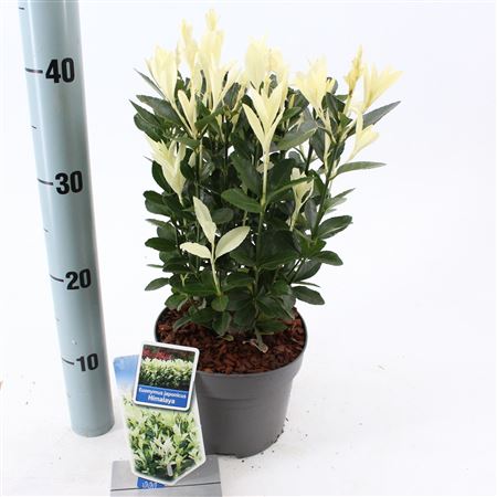 Euonymus Jap Himalaya