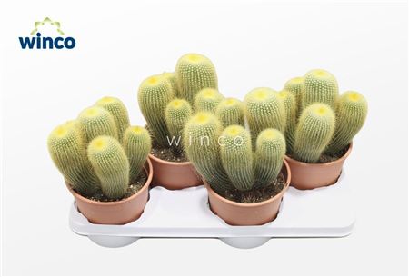 Aporocactus Flagiliformis (hanging)