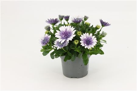 Osteospermum Steel Blue