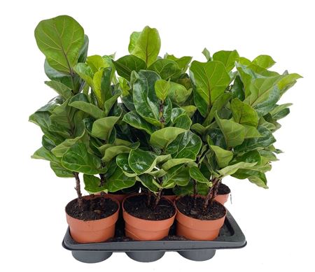 Ficus Tabaco Branched